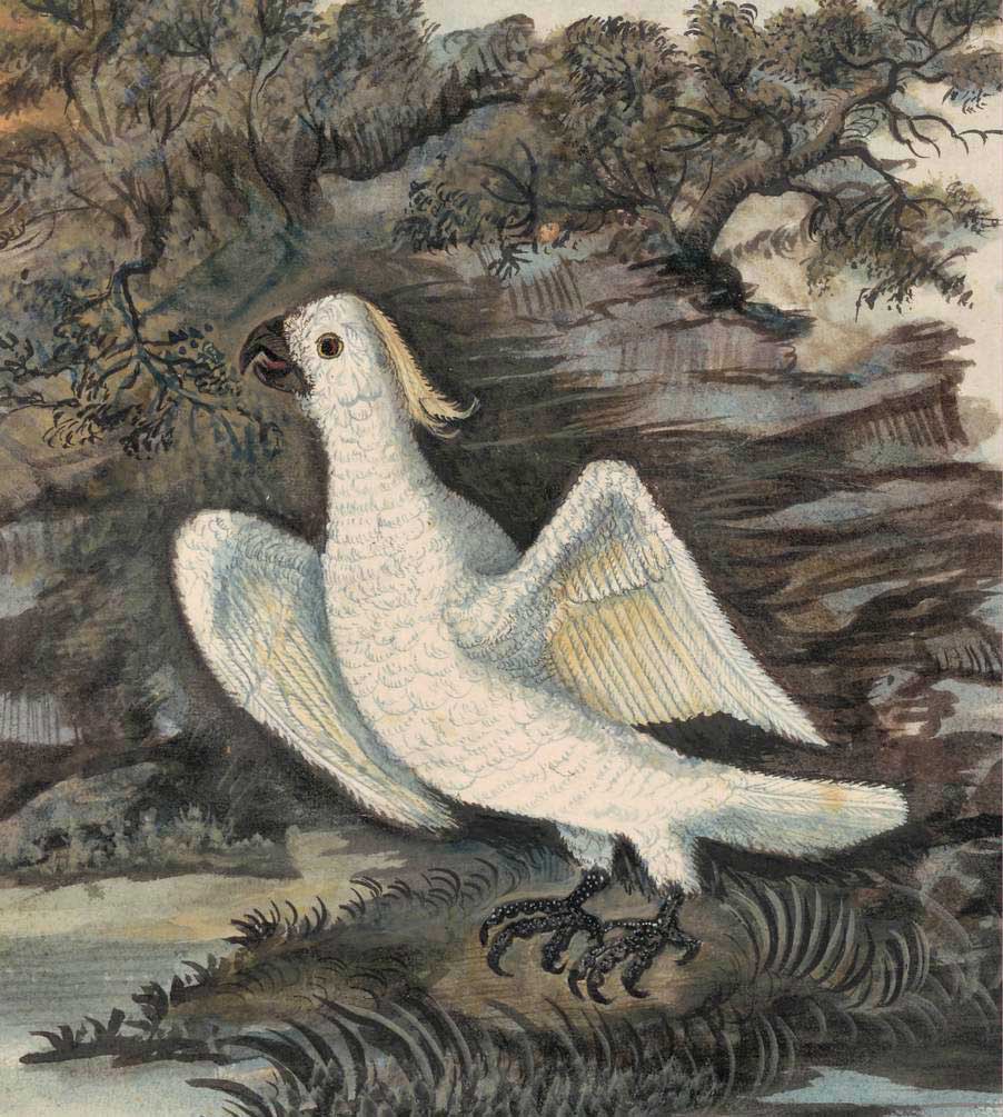 Unknown artist, Sulphur-crested or White Cockatoo c. 1795