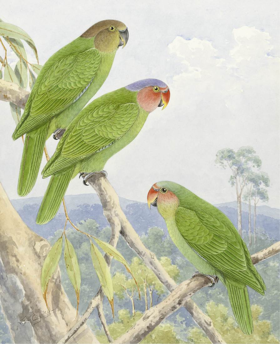 Neville W. Cayley,Red-cheeked Parrot (Geoffroyus geoffroyi) 1930s (adult female, top; adult male, centre; immature, bottom)