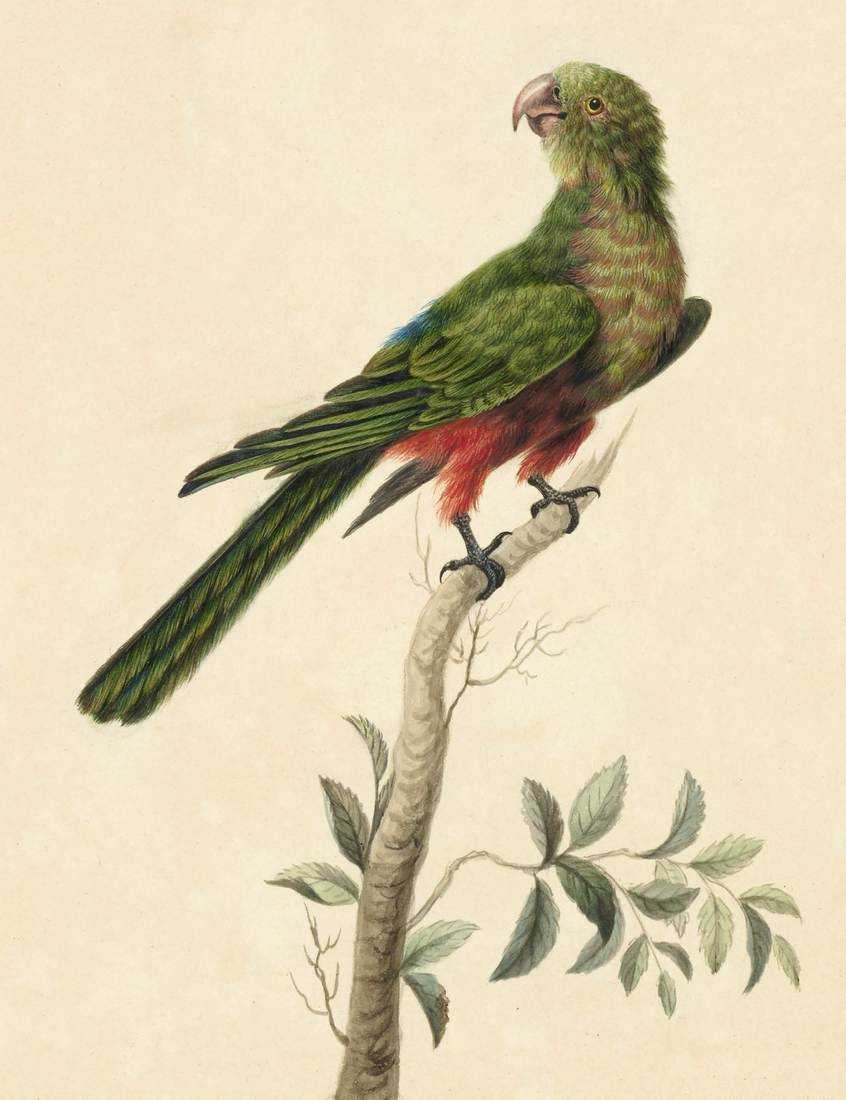 Sarah Stone, Tabuan Parrot 1790 (adult female)