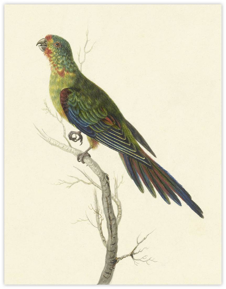 Sarah Stone,Red-shouldered Parroquet 1790 (immature)