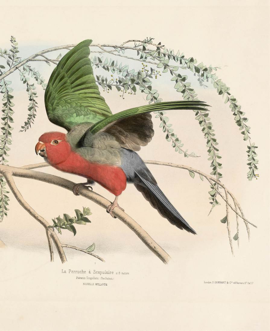 Édouard Traviès,La Perruche à Scapilaire (Psittacus scapularis), Nouvelle Hollande 1810s (adult male)