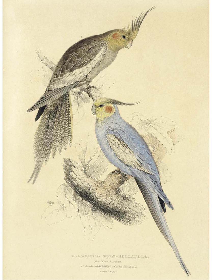 Edward Lear, Palaeornis Novae-hollandiae, New Holland Parrakeet, in the Possession of the Right Hon. the Countess of Mountcharles between 1830 and 1832 (adult female, left; adult male, right)