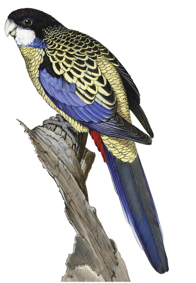 William T. Cooper, Northern Rosella (Platycercus venustus) 1969