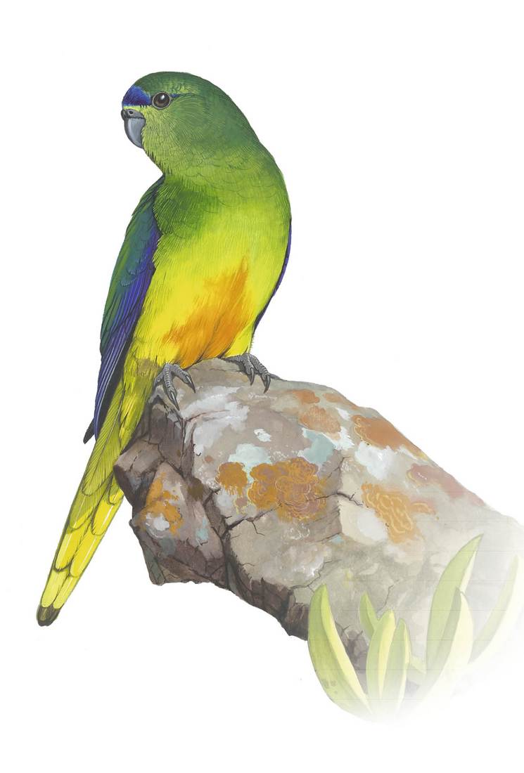 William T. Cooper,Orange-bellied Parrot (Neophema chrysogaster) 1970 (adult male)