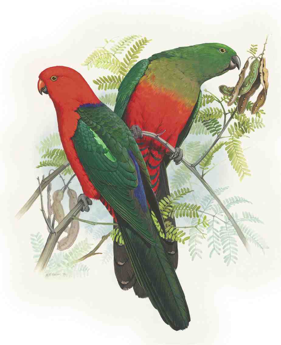 William T. Cooper,Australian King Parrot (Alisterus scapularis scapularis) 1970 (adult male, left; adult female, right)