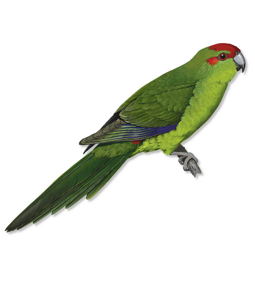 William T. Cooper,Red-fronted Parakeet (Cyanoramphus novaezelandiae) 1971 