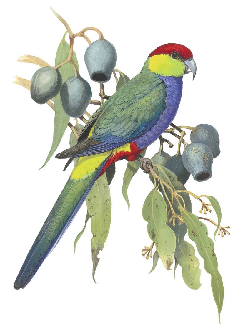 William T. Cooper, Red-capped Parrot (Purpureicephalus spurius) 1970 (adult male)