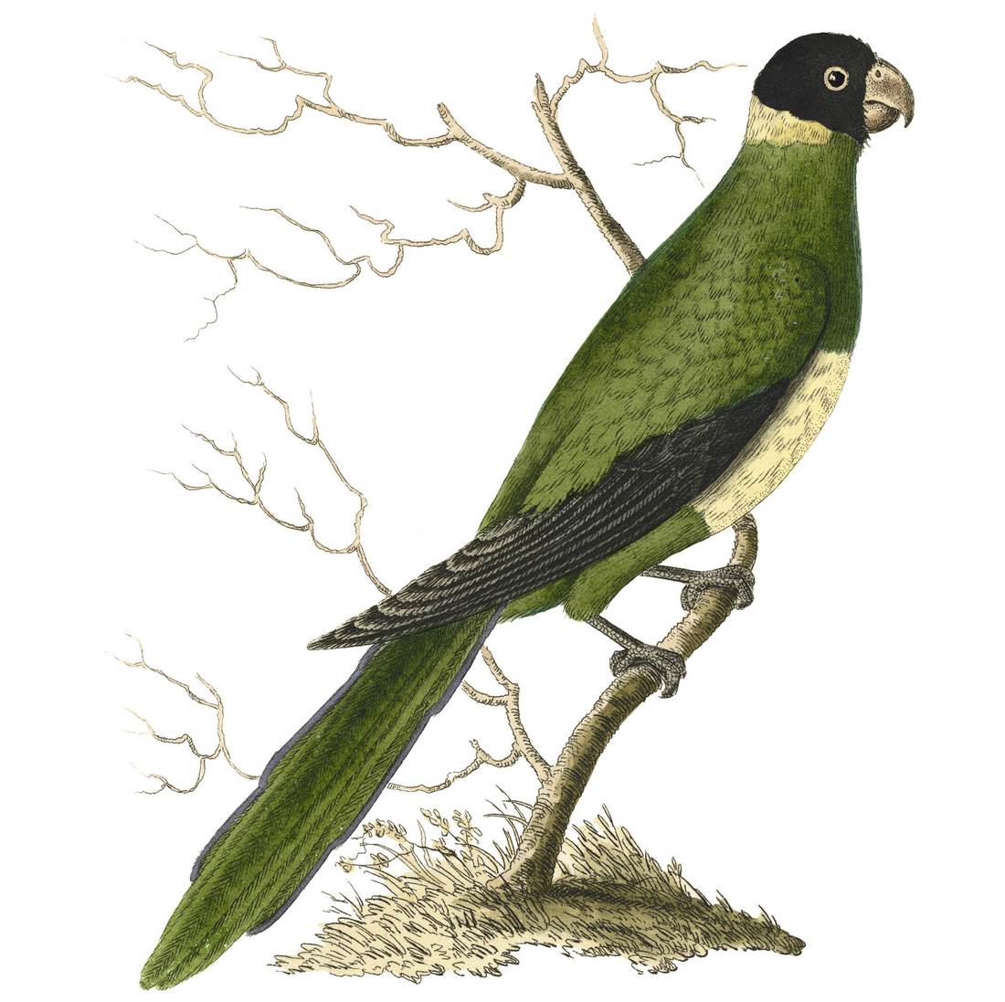 Richard Polydore Nodder, Zoned Parrot (Psittacus zonarius) 1805