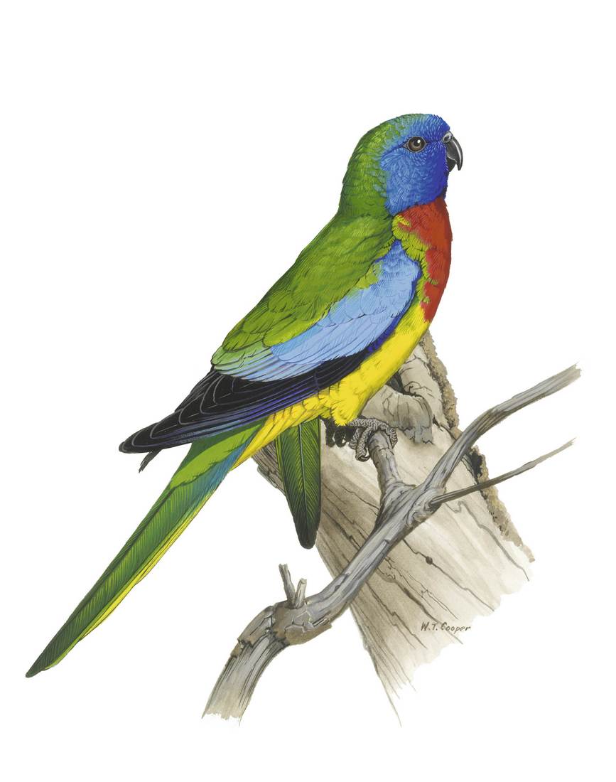 William T. Cooper, Scarlet-chested Parrot (Neophema splendida) 1970 (adult male)