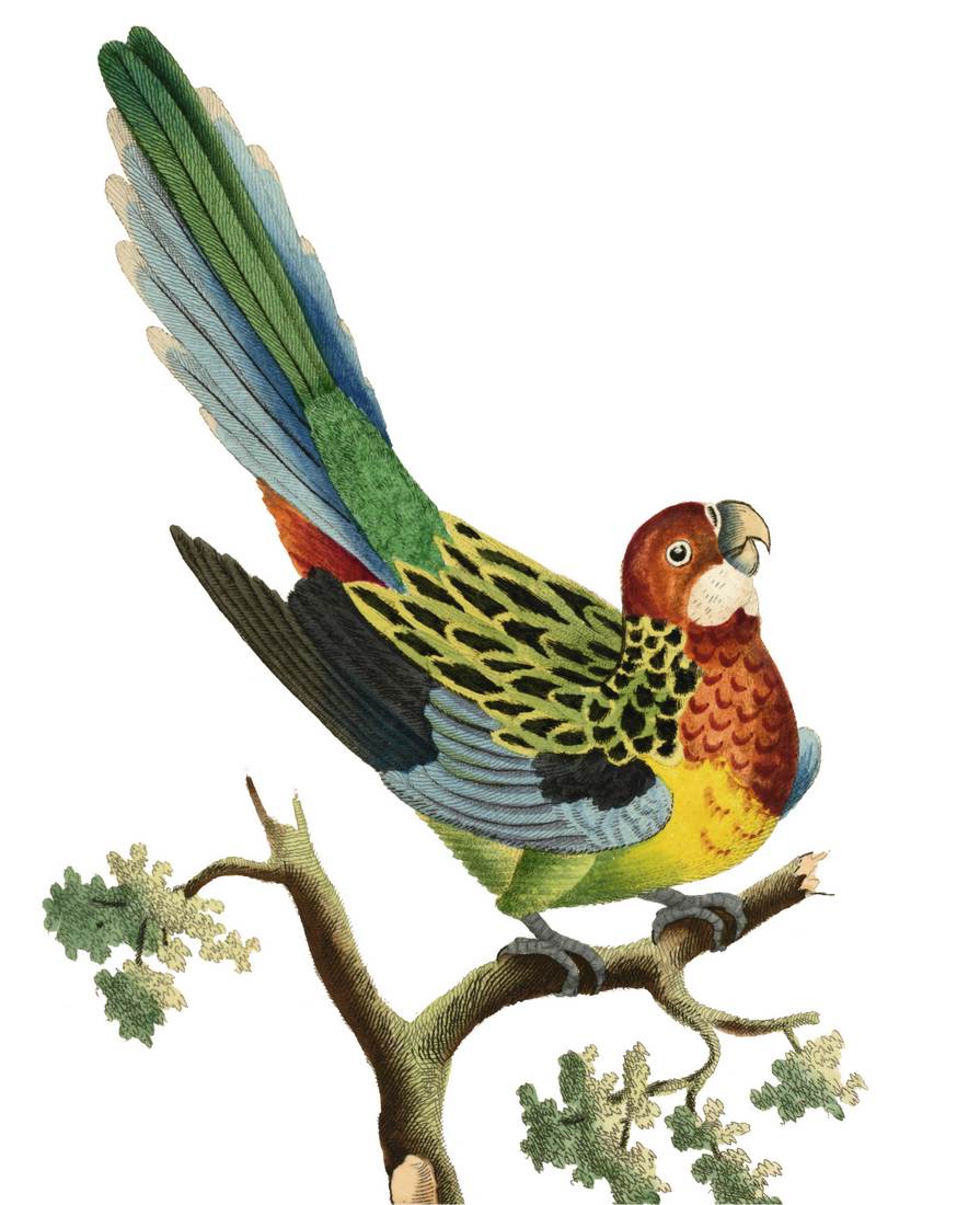 Frederick Polydore Nodder, Nonpareil Parrot 1792