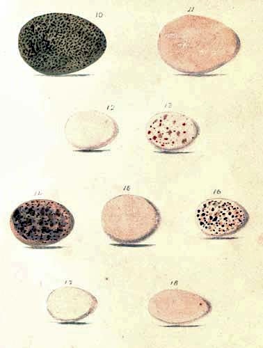 Varioud bird eggs