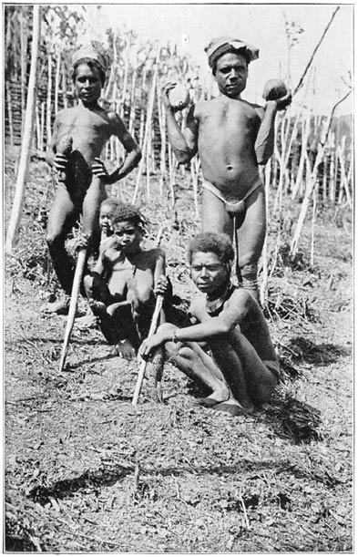 Planting Yams in Garden.