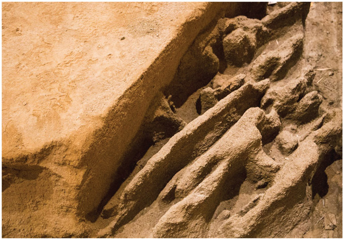 Figure 4.2. Traces of the ritual plowing in Saint-Martin-de-Corléans Megalithic Area Museum. Di PLunardi–Opera propria, CC BY-SA 4.0, https://commons.wikimedia.org/w/index.php?curid=51450082