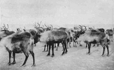 reindeer herd