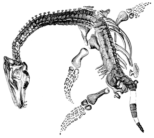 Plesiosaurus.jpg