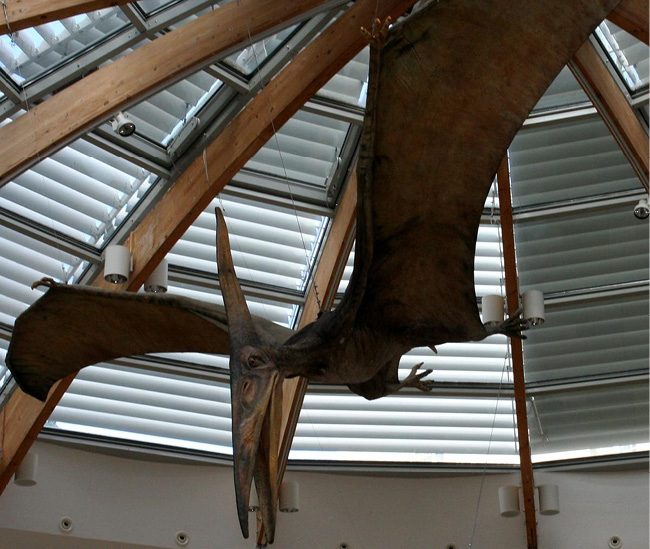 Pteranodon.jpg