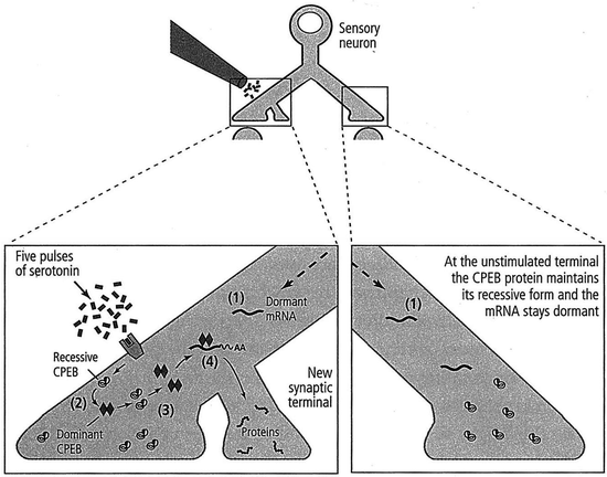 A978-1-4419-5671-2_9_Fig3_HTML.gif