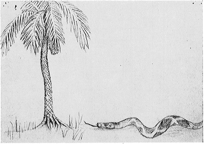 Fig. 11 The vertical growth of the tree contrasts with the horizontal movement of the snake. The snake is about to take up its abode in the tree of knowledge