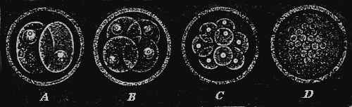 First commencement of the development of a mammal’s egg.