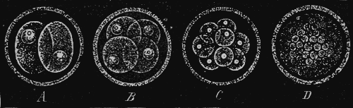 First commencement of the development of a mammal’s egg