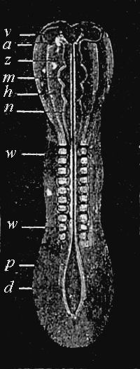 Embryo of a mammal or bird.