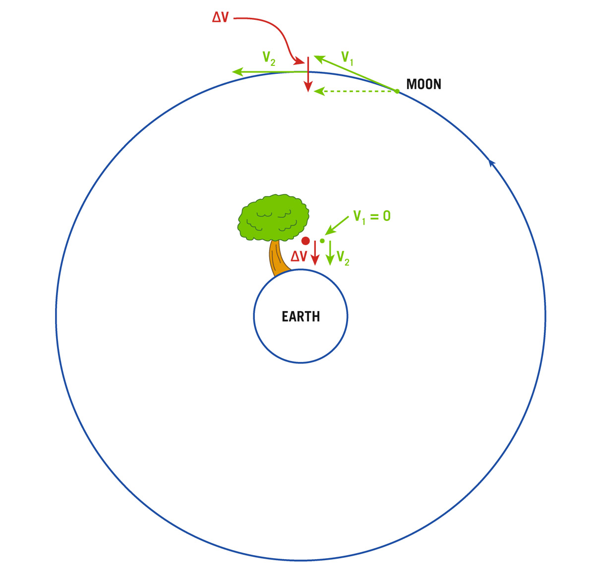  Acceleration of the Moon and Newton’s apple, falling from its tree. Note that in each case, the acceleration (change of velocity) is directed toward the center of Earth.   J. Richard Gott