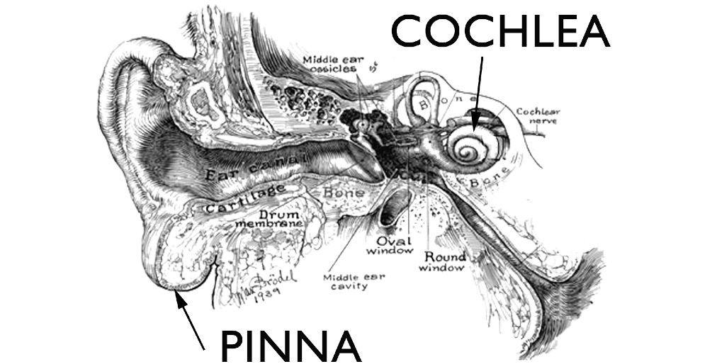 A drawing of the inner ear with cochlea and pinna indicated.