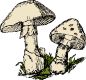 two-mushrooms-8487-large[1]