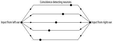 Neurons used in computing sound position fire when inputs from the left and right ear arrive simultaneously. Differences in time delays along the connecting lines mean that different arrival times between signals at the left and right ear trigger different neurons.