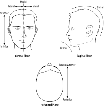 Common labels used to specify particular parts of neuroanatomical areas