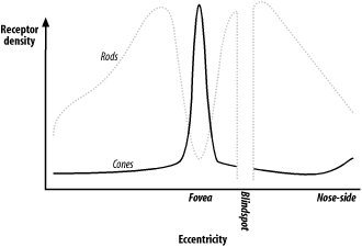 The distribution of different photoreceptors on the retina 2