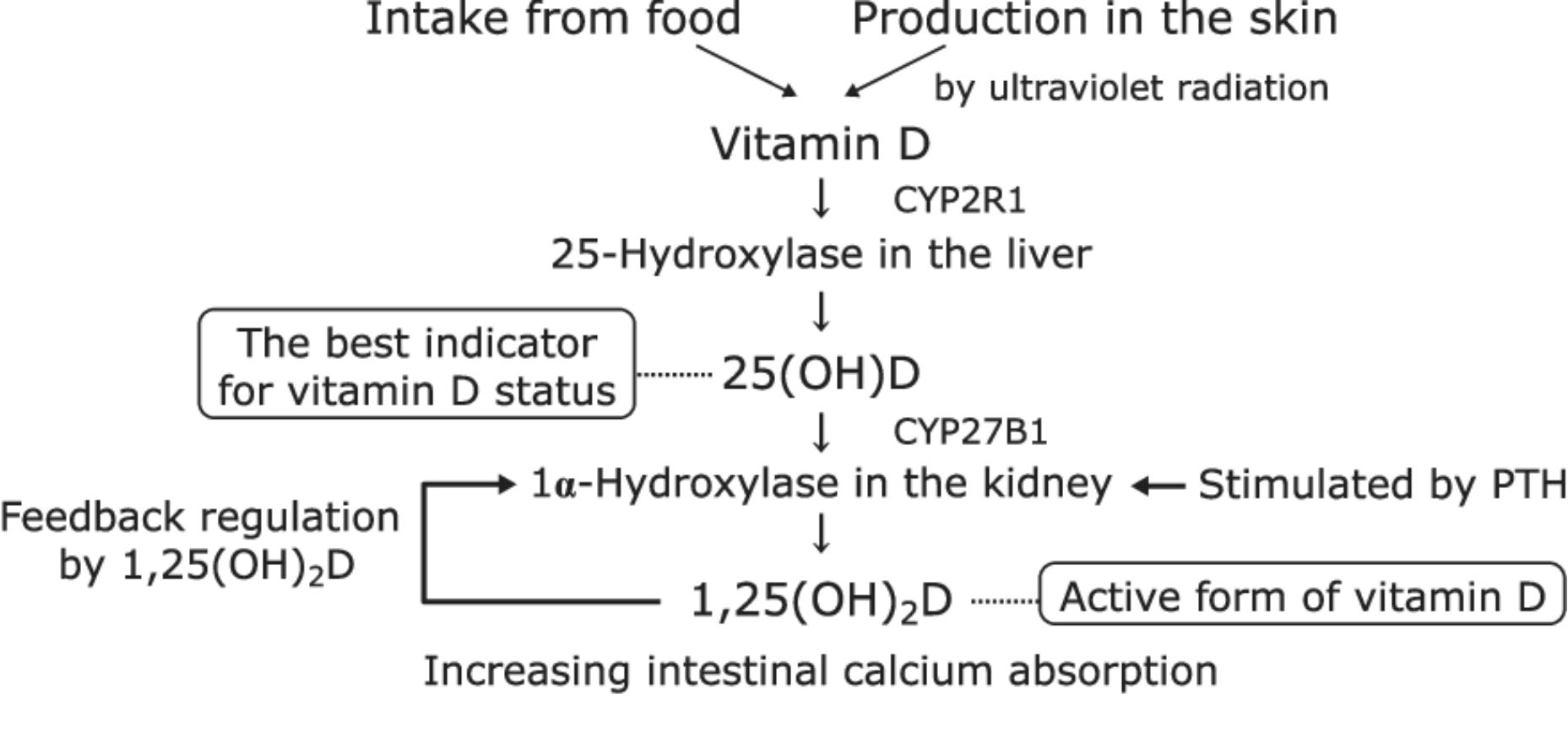 Vitamin D metabolism.