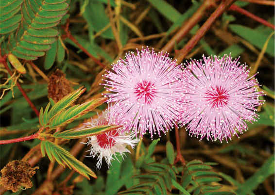  Mimosa pudica in fioritura: le infiorescenze di colore rosa sono caratterizzate dai moltissimi stami allungati che le donano il tipico aspetto piumoso.