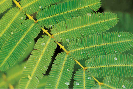 La Mimosa pudica è una pianta sensitiva originaria dell’America latina e dei Caraibi e si è diffusa in numerosi Paesi della fascia tropicale.