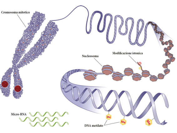 La metilazione del DNA è la più comune delle modificazioni epigenetiche.