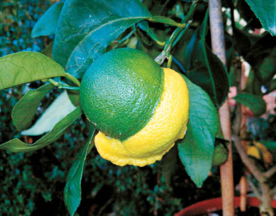 Una delle molte chimere degli agrumi: il celeberrimo Citrus x aurantium bizzarria . Oggi lo si può ammirare nelle collezioni della Villa medicea di Castello e del Giardino di Boboli a Firenze.