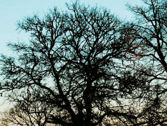 Un singolo albero può essere considerato come una colonia di moduli architetturali che si ripetono.