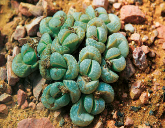 Le piante appartenenti al genere Lithops sono comunemente note con il nome di sassi viventi. Crescono nelle zone più aride del Sudafrica e della Namibia.