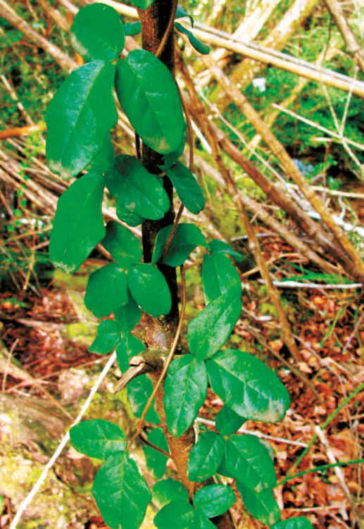 La Boquilla trifoliata, pianta lianosa molto comune nelle foreste temperate del Cile, ha incredibili capacità mimetiche. Nella foto vediamo le foglie nella loro condizione normale.