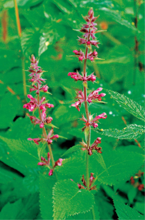 La Stachys sylvatica , nota con il nome di stregona dei boschi, imita alla perfezione le foglie dell’ortica.