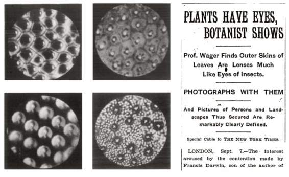 Fotografie realizzate da Harold Wager utilizzando come lente l’epidermide delle foglie di specie vegetali. A fianco, l’annuncio apparso sul «New York Times».