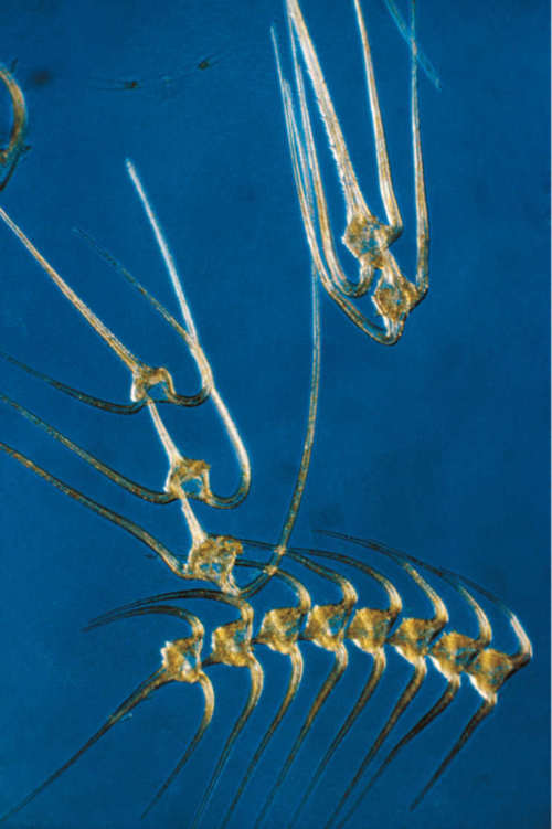 I dinoflagellati sono alghe microscopiche che rappresentano uno dei più importanti gruppi del fitoplancton. Alcune specie dispongono di ocelli molto complessi.