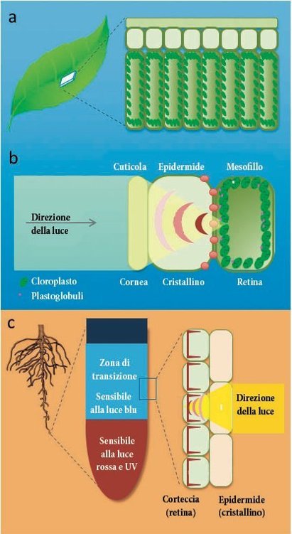 Le caratteristiche tipiche degli ocelli, con strutture simili alla cornea e alla retina, si possono ritrovare anche nell’epidermide delle foglie e delle radici.