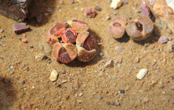 Esemplari di Lithops aucampiae . Le due metà di ogni ovale sono le foglie della pianta, che si sono adattate a condizioni di estrema aridità diventando spesse e succulente.