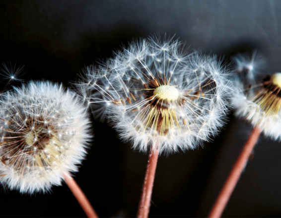 Il tarassaco ( Taraxacum officinale ) è una specie molto comune appartenente alla famiglia delle Asteraceae. Come si desume dalla denominazione scientifica, è una pianta le cui virtù medicinali sono note fin dall’antichità. La sua diffusione fa sì che abbia moltissimi nomi comuni, tra cui: soffione, dente di leone, dente di cane, ingrassaporci, piscialletto e girasole dei prati.