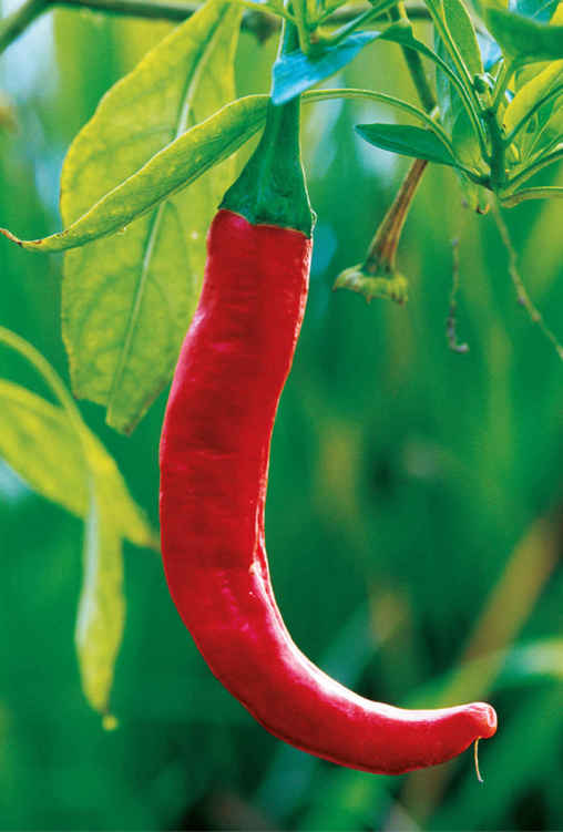 Con il termine «peperoncino» si intende il frutto di molte specie del genere Capsicum (famiglia delle Solanaceae) originario del Messico.