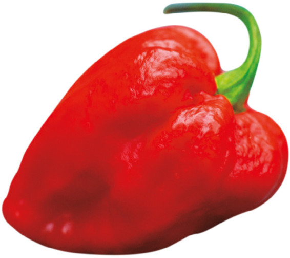 Il Carolina reaper è l’attuale «recordman» mondiale di piccantezza. Ogni anno si producono nel mondo oltre trentatré milioni di tonnellate di peperoncino, utilizzando una superficie di circa quattro milioni di ettari.