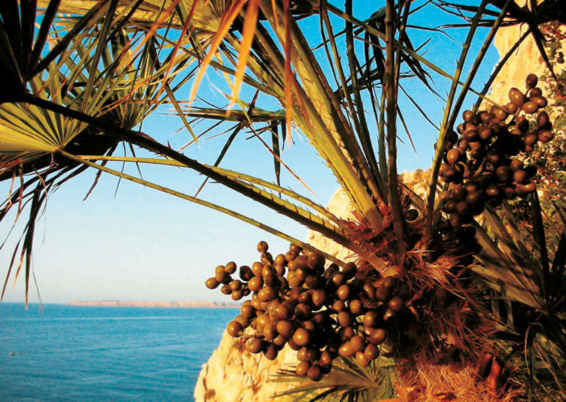 La palma nana ( Chamaerops humilis , dal greco chamái , a terra, e rh ṓ ps , cespuglio), è una specie molto diffusa nella macchia mediterranea.