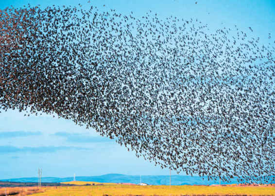 Gli stormi di uccelli sono un classico esempio delle proprietà emergenti dei gruppi. Bastano regole semplici per produrre risultati complessi.