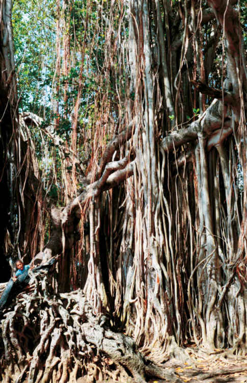 Un esemplare enorme di Ficus benghalensis (o albero di Banyan) con le sue mastodontiche radici aeree.